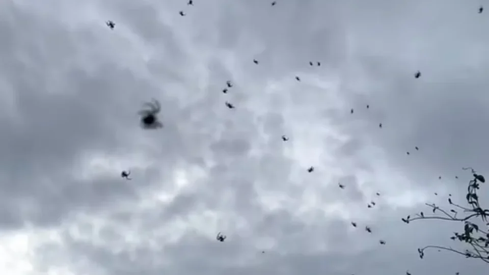 ‘Chuva de aranhas’ assusta moradores em cidade de Minas Gerais, mas fenômeno tem explicação; entenda