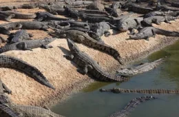 Israel cria fosso com crocodilos em prisão do Hamas? Saiba o que está por trás da medida que provoca polêmica internacional