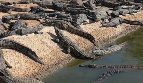 Israel cria fosso com crocodilos em prisão do Hamas? Saiba o que está por trás da medida que provoca polêmica internacional