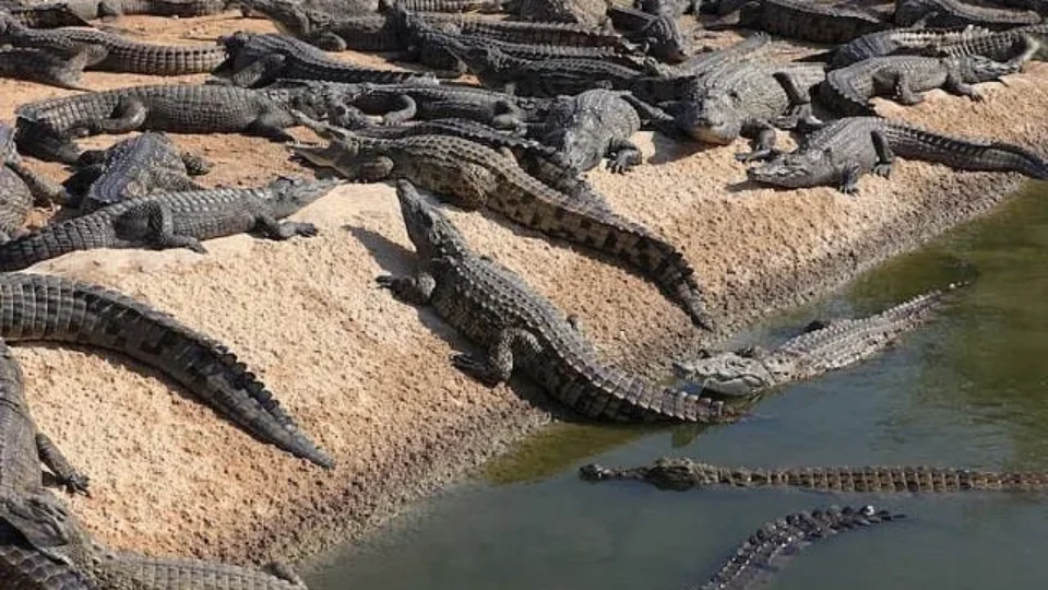 Israel cria fosso com crocodilos em prisão do Hamas? Saiba o que está por trás da medida que provoca polêmica internacional