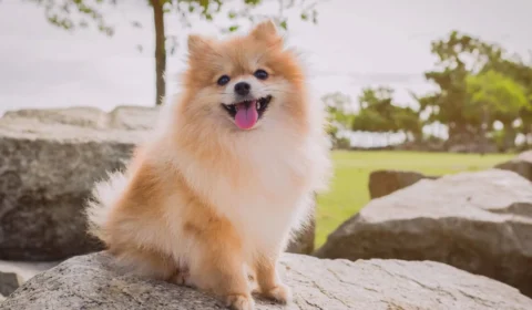 Seu cachorro pode estar te manipulando? Estudo revela habilidade surpreendente dos cães