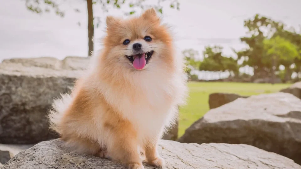 Seu cachorro pode estar te manipulando? Estudo revela habilidade surpreendente dos cães
