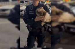 Trio é preso após Parada LGBT+ em Brasília; polícia recupera 22 celulares e encontra cachorro em carro