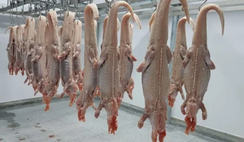Carne de jacaré da Amazônia pode ganhar selo inédito e abrir novos mercados no Brasil