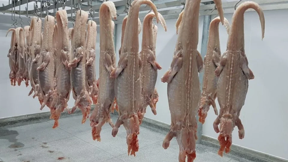 Carne de jacaré da Amazônia pode ganhar selo inédito e abrir novos mercados no Brasil