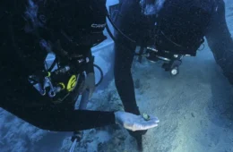 Navio bizantino com tesouro de ouro intriga arqueólogos na Croácia