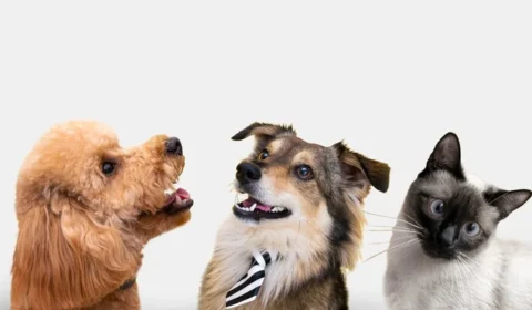 Seu pet também tem mapa astral? Astrologia revela traços surpreendentes do seu cachorro ou gato