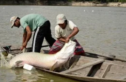 Programa vai remunerar comunidades pelo manejo sustentável do pirarucu no Amazonas
