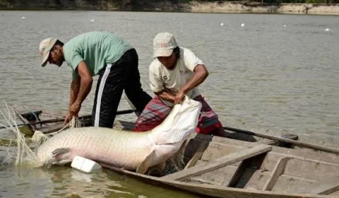 Programa vai remunerar comunidades pelo manejo sustentável do pirarucu no Amazonas