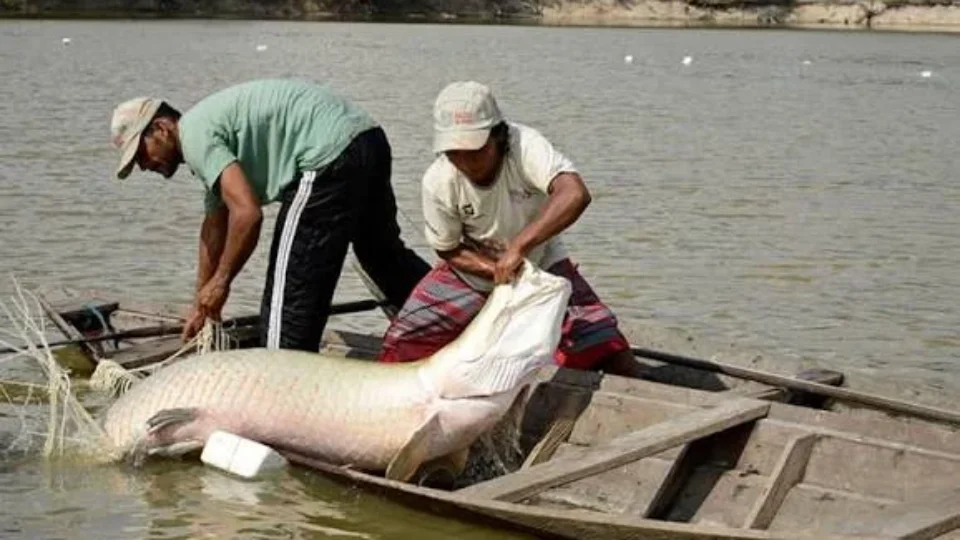 Programa vai remunerar comunidades pelo manejo sustentável do pirarucu no Amazonas