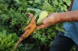 DITR 2026: nova declaração digital promete reduzir burocracia para produtores rurais