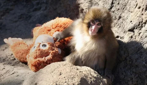Macaco Punch completa 1 ano e emociona o mundo após viralizar abraçado a um bichinho de pelúcia