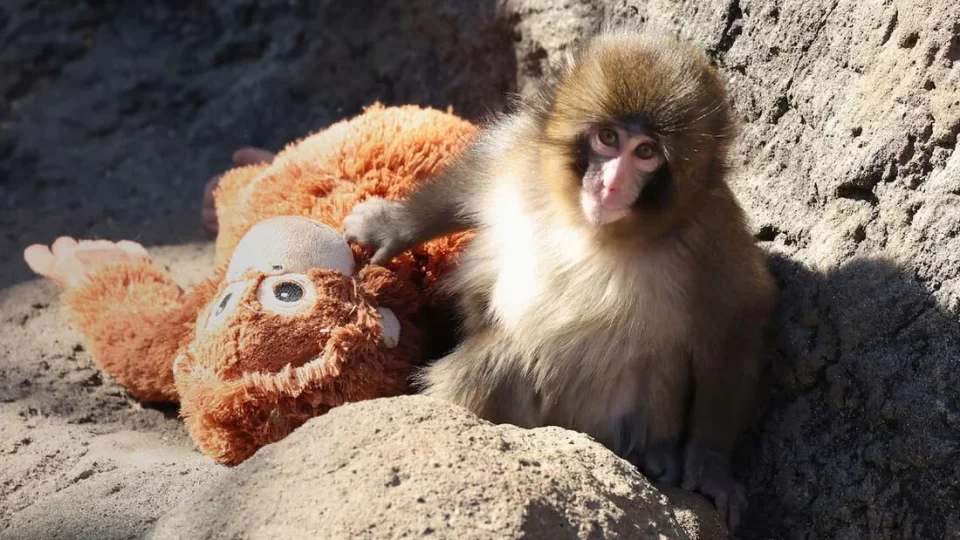 Macaco Punch completa 1 ano e emociona o mundo após viralizar abraçado a um bichinho de pelúcia