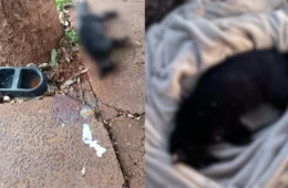 Cena chocante: polícia encontra 14 gatos mortos em freezer e prende dona de ONG por suspeita de maus-tratos