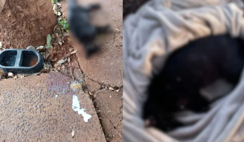 Cena chocante: polícia encontra 14 gatos mortos em freezer e prende dona de ONG por suspeita de maus-tratos