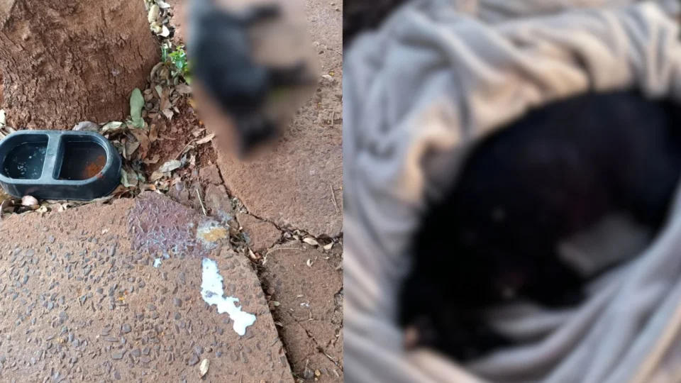 Cena chocante: polícia encontra 14 gatos mortos em freezer e prende dona de ONG por suspeita de maus-tratos