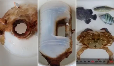 Caranguejo passa dois meses preso em garrafa plástica à deriva no mar e descoberta surpreende cientistas; imagem chama atenção