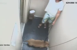 Homem é indiciado por suspeita de matar cachorro afogado na Praia de Copacabana