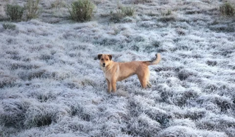Frio intenso e geada marcam semana em Santa Catarina