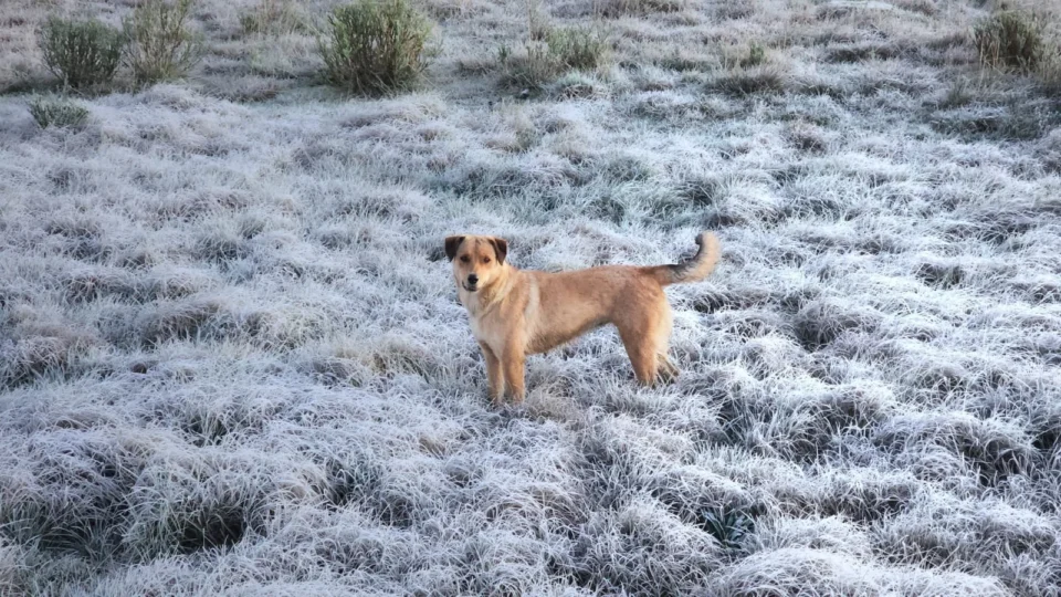 Frio intenso e geada marcam semana em Santa Catarina