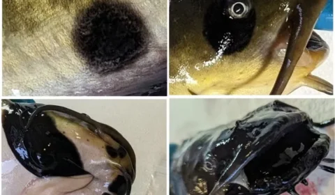 Câncer contagioso em peixes: tumor raro se espalha pela saliva e intriga cientistas; entenda o caso