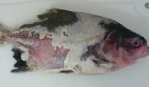 Bactéria que causa doença letal em peixes é achada no Brasil