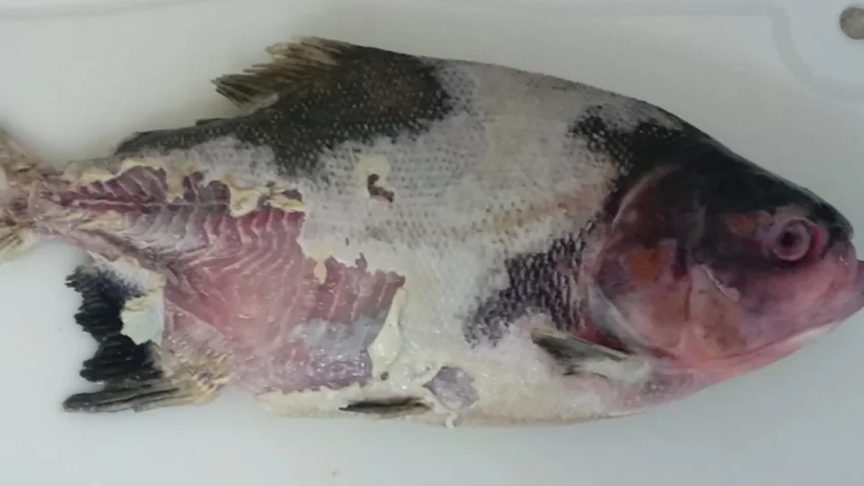 Bactéria que causa doença letal em peixes é achada no Brasil