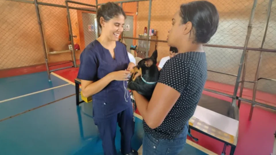 Seu pet precisa de castração? BH abre vagas gratuitas para cães e gatos; veja como participar