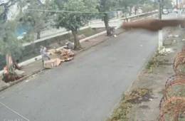 Árvore despenca durante vendaval e vídeo revela os segundos que terminaram em tragédia no litoral de SP