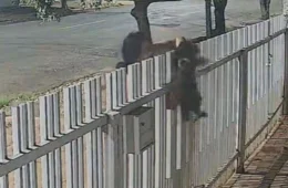 Mulher passa filhote por cima de portão e desaparece com cachorro; imagens revoltam moradores