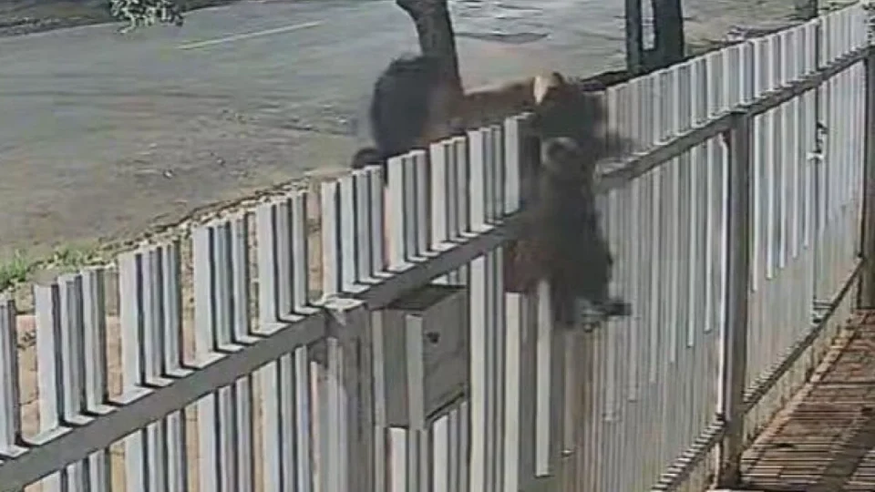 Mulher passa filhote por cima de portão e desaparece com cachorro; imagens revoltam moradores