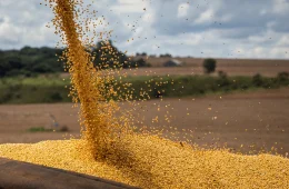 Produção de grãos deve alcançar 360,8 milhões de toneladas na safra 2025/26