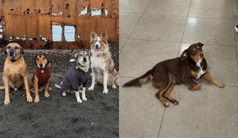 Cachorro caramelo: resgate e 4 histórias que emocionam Brasil