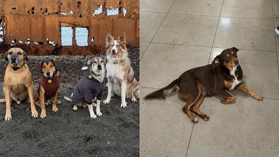 Cachorro caramelo: resgate e 4 histórias que emocionam Brasil