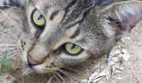 Cinco gatos mudaram uma ilha para sempre: decisão tomada há 77 anos gerou desastre ambiental de R$ 127 milhões