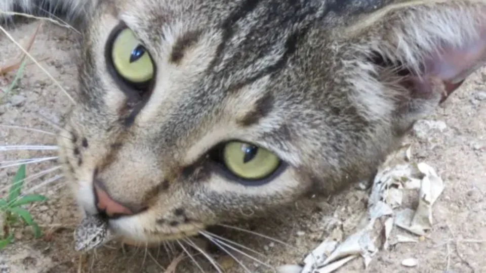Cinco gatos mudaram uma ilha para sempre: decisão tomada há 77 anos gerou desastre ambiental de R$ 127 milhões