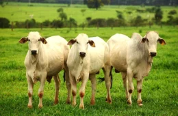 Carne pode ficar mais cara no Brasil após veto da União Europeia