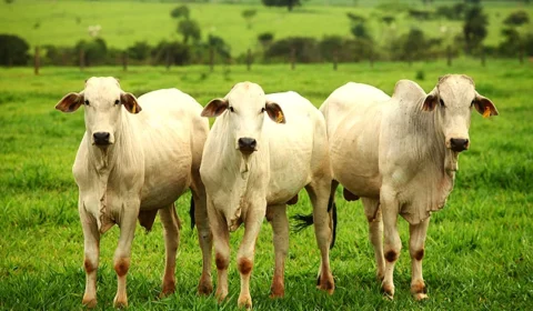 Carne pode ficar mais cara no Brasil após veto da União Europeia