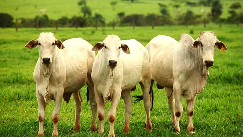 Carne pode ficar mais cara no Brasil após veto da União Europeia