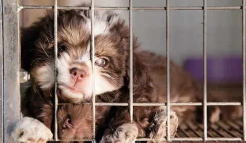 Venda de animais em BH: o que muda no Mercado Central e como outras cidades brasileiras já restringem o comércio
