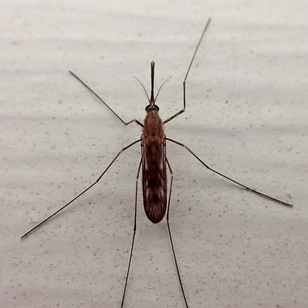 MOSQUITO ANOPHELES