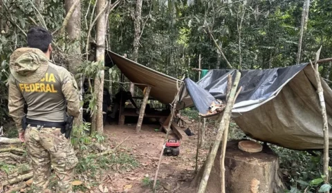 Operação combate extração ilegal de madeira em Terra Indígena de Rondônia