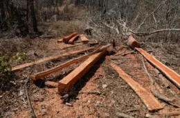 Fiscalização encontra desmatamento ilegal em mais de três mil hectares de Minas Gerais