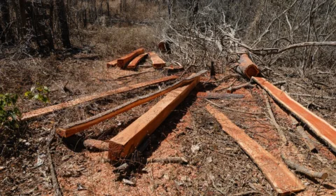 Fiscalização encontra desmatamento ilegal em mais de três mil hectares de Minas Gerais