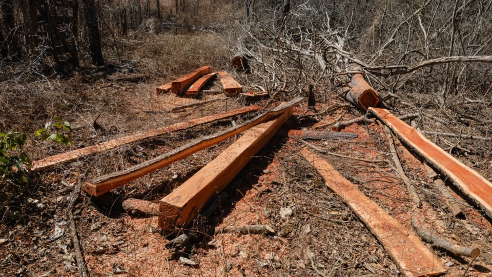 Fiscalização encontra desmatamento ilegal em mais de três mil hectares de Minas Gerais