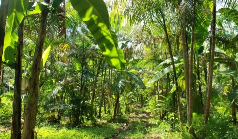 Agroecologia ganha força com projeto que une produção sustentável e preservação ambiental