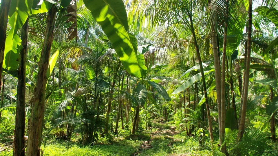 Agroecologia ganha força com projeto que une produção sustentável e preservação ambiental