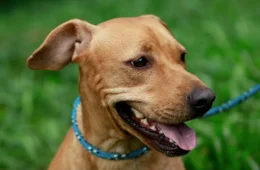 Feira de adoção pet no Madureira Shopping reúne 50 animais no dia 15