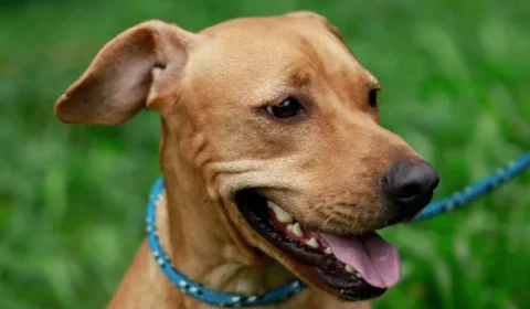 Feira de adoção pet no Madureira Shopping reúne 50 animais no dia 15