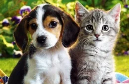 Brasil já consumiu mais de 1 milhão de toneladas de ração para cães e gatos em 2026